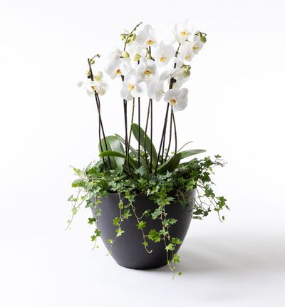 Arrangementsplanting med hvite orkideer Arrangementsplanting med hvite orkideer